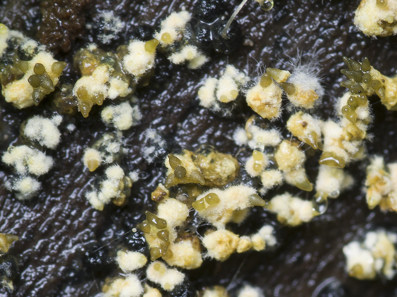 Neobarya parasitica
